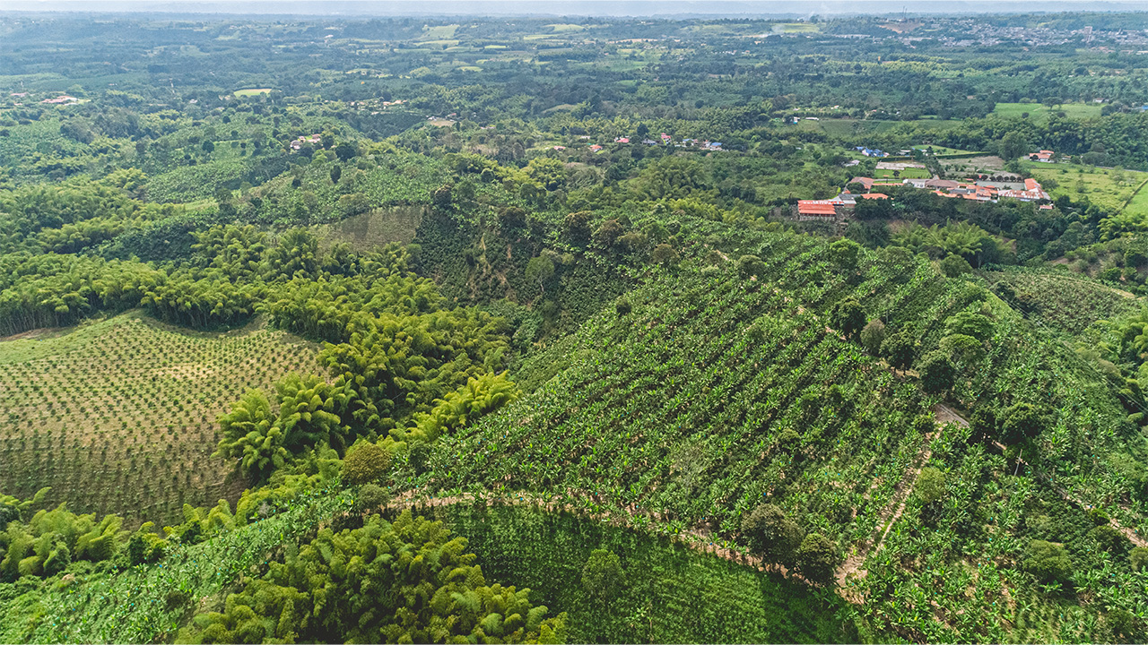 This image shows a coffee landscape in the Quindío department with mountainous areas with many crops